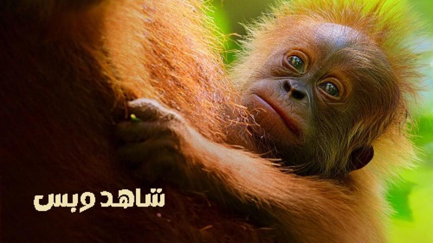 مشاهدة فيلم Secret Lives of Orangutans 2024 مترجم